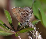 A Frosted Elfin, one of the species studied.