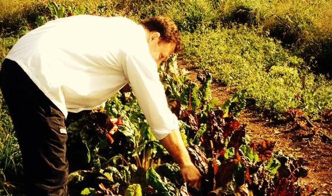 Derek Roy, Bon Appetit's new chef, picks Swiss chard from the Hamilton community garden for today's Eat Local Challenge.