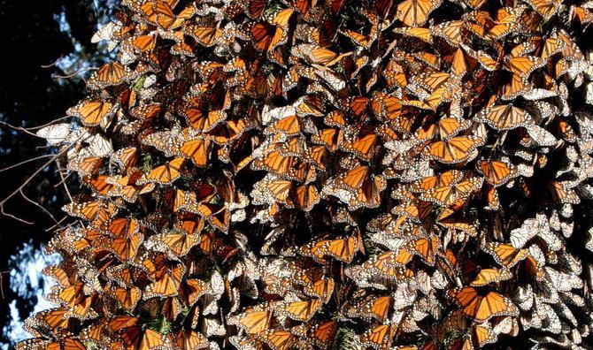 monarch butterfly cluster