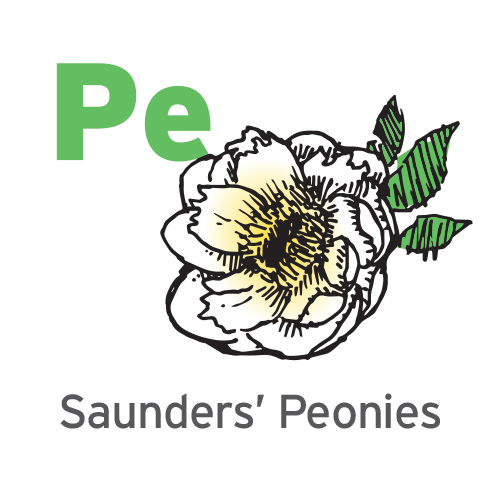 Pe - Saunders’ Peonies