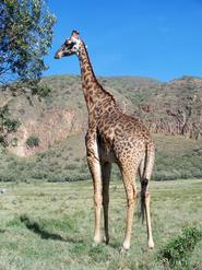 A giraffe in the Maasi Mara reserve.