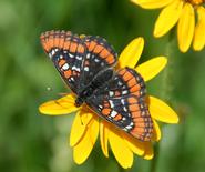 A Yellowstone checkerspot butterfly, as pictured on the cover of <em>Journal of the Lepidopterists' Society.</em>