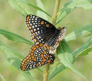 Ernest Williams photographed this pair of Baltimore checkerspot butterflies near campus.