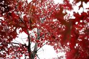 Scarlet Oak (Quercus coccinea) A tall, fast-growing tree in the Black Oak group. The tree was planted in celebration of the Class of 2010 senior gift to the College, The Class of 2010Environmental Sustainability Fund.