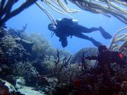 Ashleigh Smythe collecting sand in coral reef habitat, Tobago.