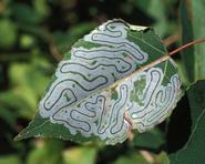 Leaf mine on an aspen leaf. The trail is produced by the caterpillar of a small moth feeding inside an aspen leaf.