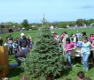 Hamilton Arboretum director Terry Hawkridge, left, supervises planting of the Colorado Spruce at Clinton Elementary School.