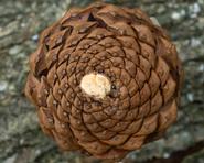 Spirals in a pinecone.