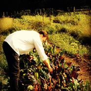 Derek Roy, Bon Appetit's new chef, picks Swiss chard from the Hamilton community garden for today's Eat Local Challenge.