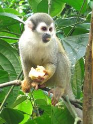 Squirrel monkey with a bit of banana.