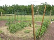 The Community Garden