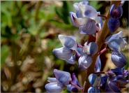 Blue Lupine