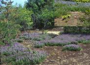 A patch of blue lupine.