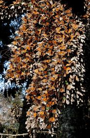 monarch butterfly cluster