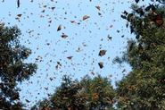 Monarch butterflies in flight, photo by Ernest Williams.