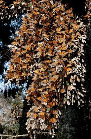 Monarchs Cluster - E. Williams