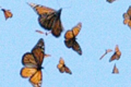 monarchs in flight