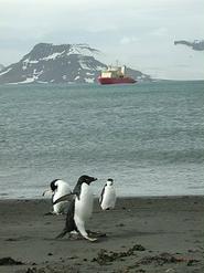 Penguins in Arctowski Bay, seen on Hamilton's recent research trip to Antarctica.
