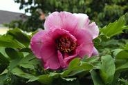 Peony from Grant Garden