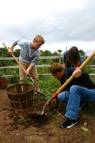 Food Seminar students harvest potatoes in The 1812 Garden.