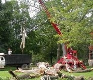 Tulip tree remains being hauled off