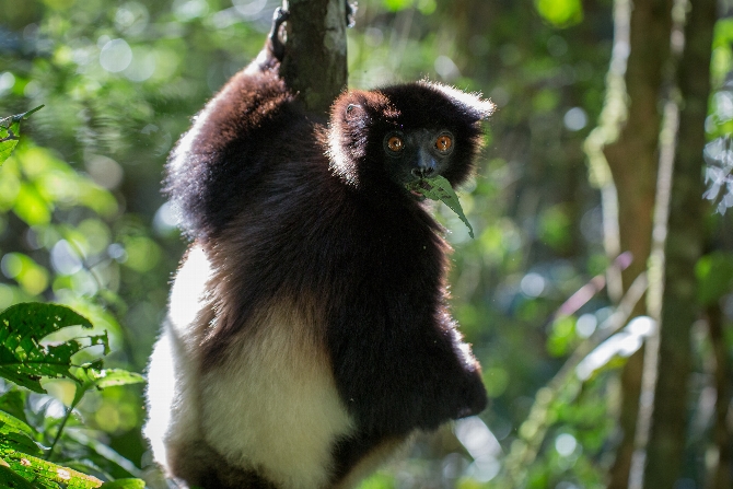 Katie Guzzetta '18 Gets Up Close and Personal With Lemurs of Madagascar