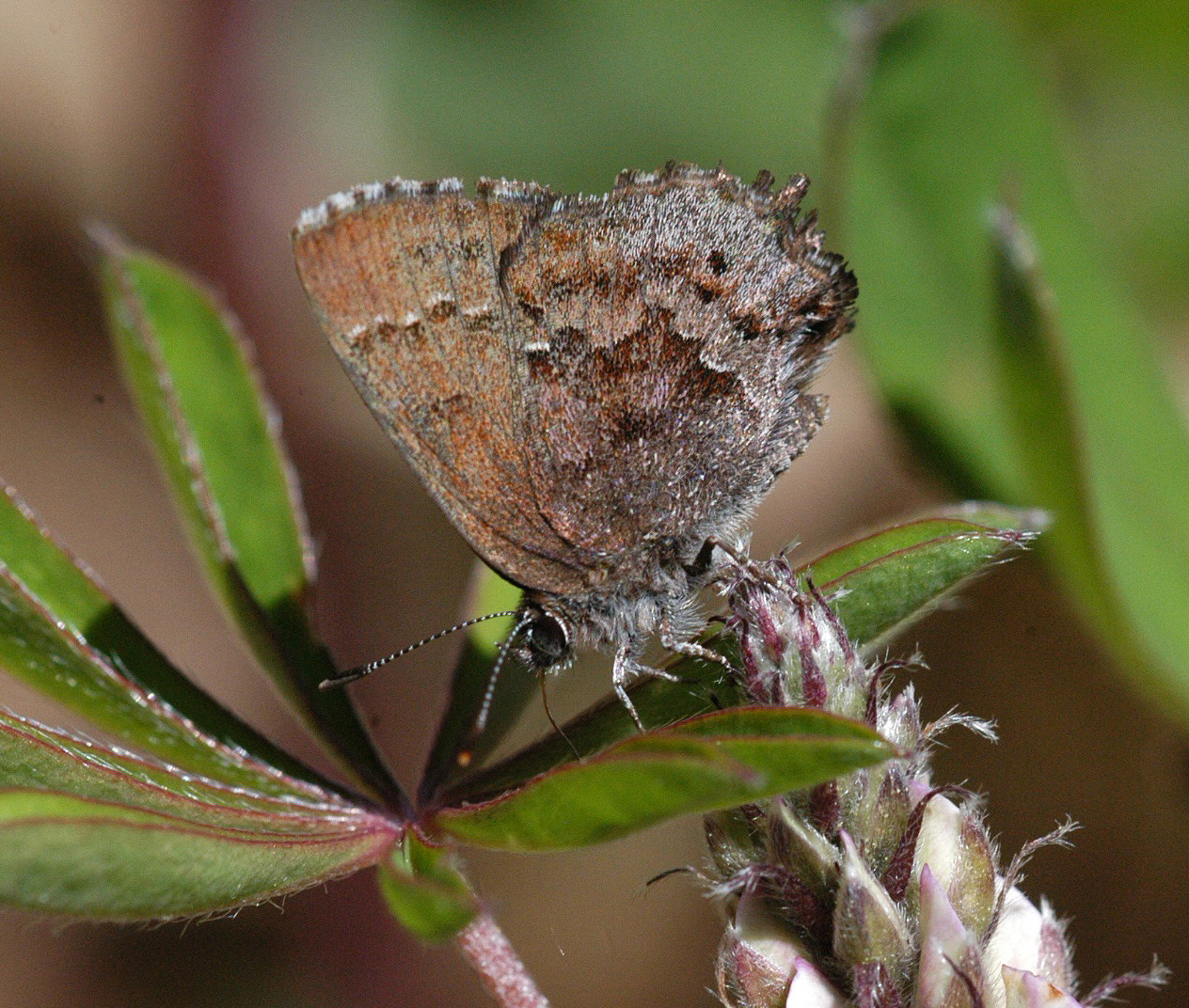 A Frosted Elfin, one of the species studied.