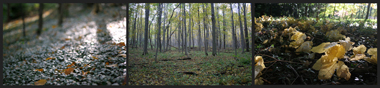 Triptych of Root Glen