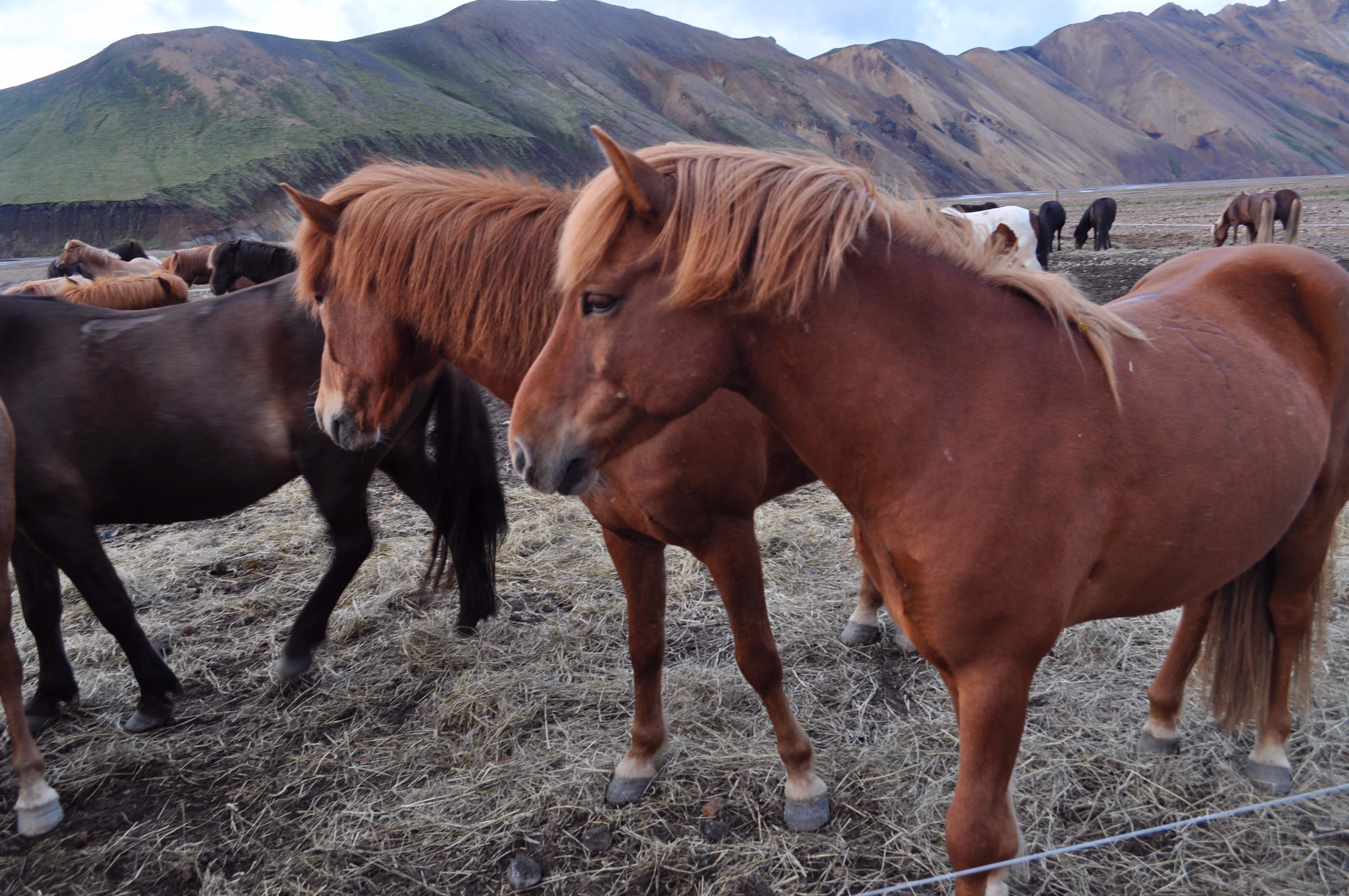 The trip concluded with a visit to Landmannalaugar in central Iceland.