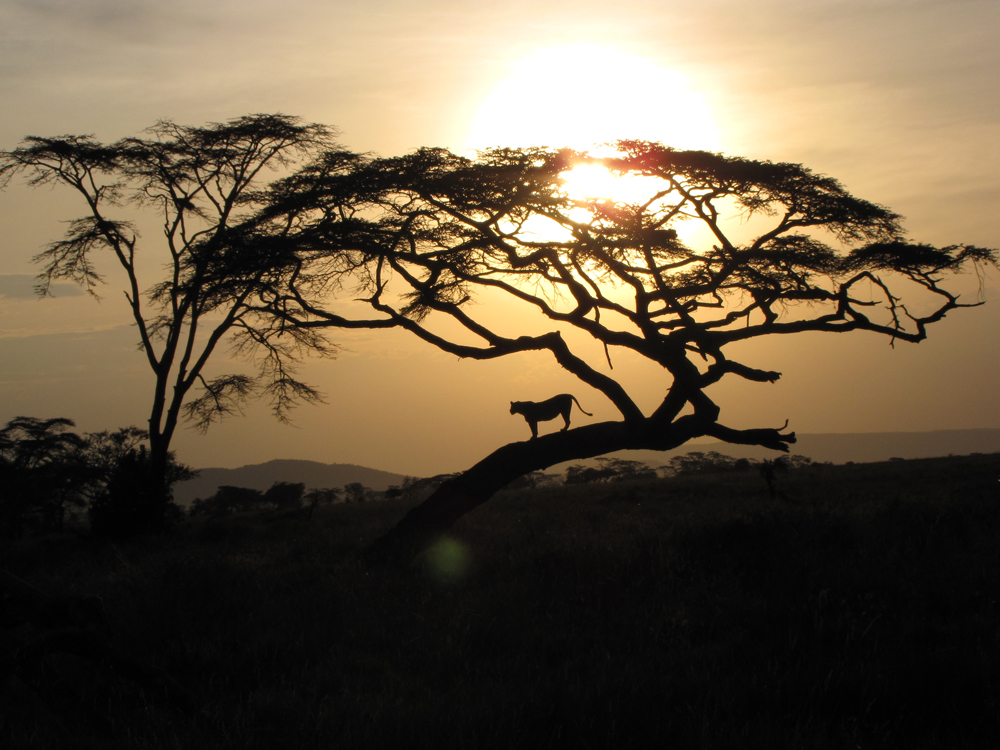 First Place: 'Lionness at Sunset' by Calvin Johnson '10